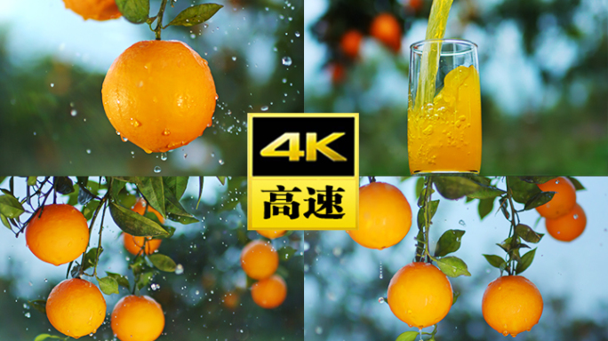 橙子橙汁农业脐橙水果果园柑橘饮料果汁橘子