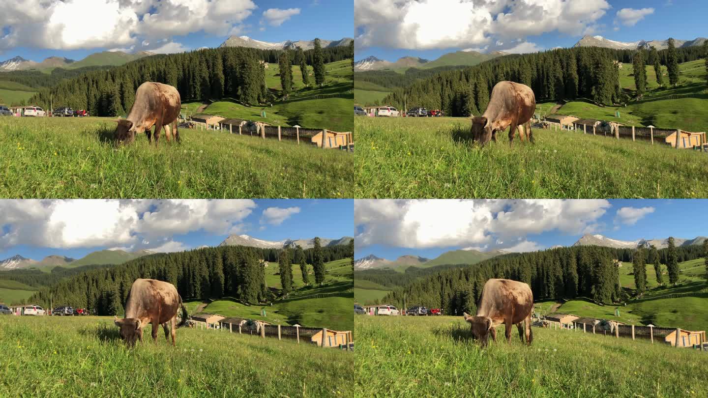 新疆伊犁大草原吃草的牛