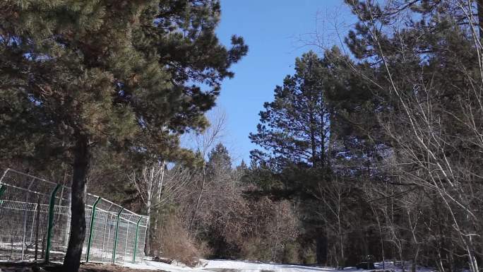 北方东北冬季冬天自然街道雪景风光景色合集