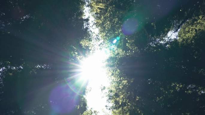 水杉林里的阳光光晕