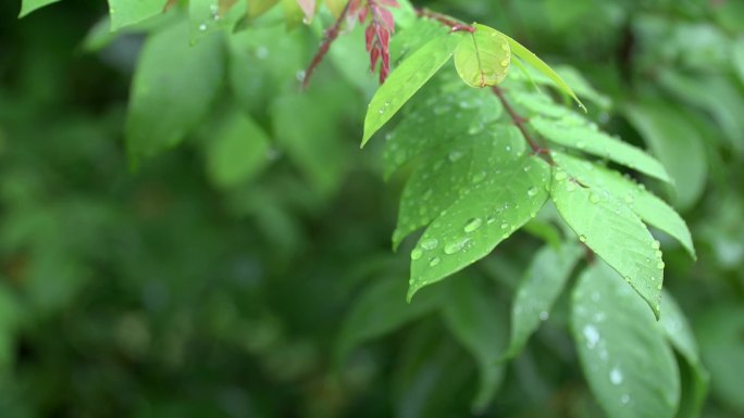 大自然雨后绿色植物素材