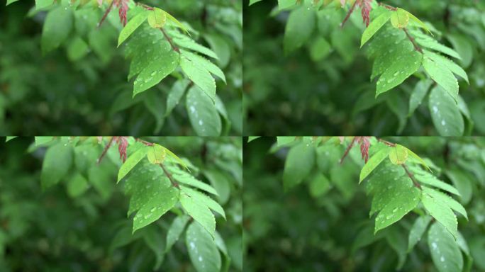 大自然雨后绿色植物素材