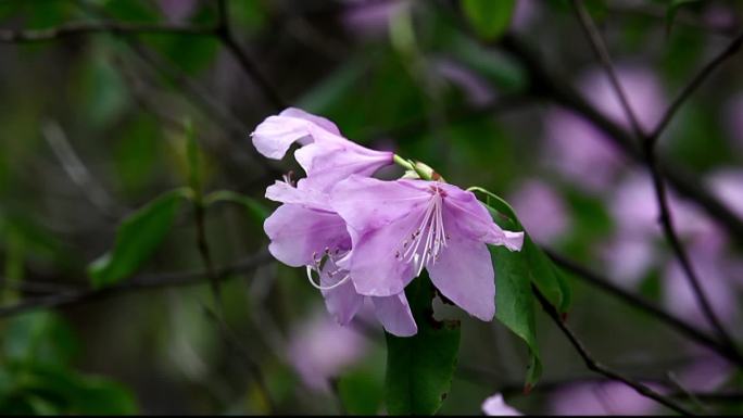 山林中的花