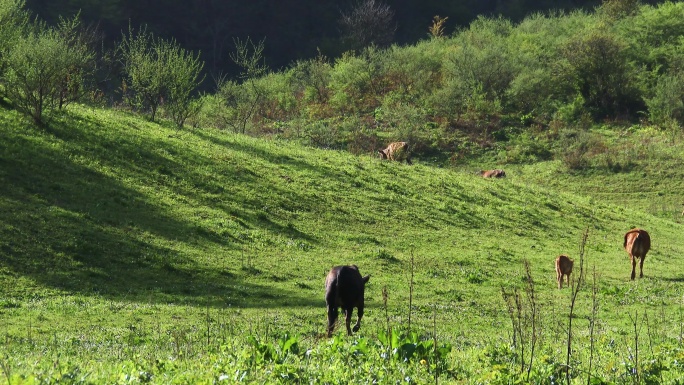 天然牧场牛群马群自由吃草实拍合集