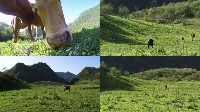 天然牧场牛群马群自由吃草实拍合集