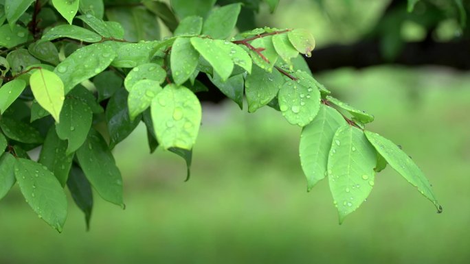 大自然雨后绿色植物素材