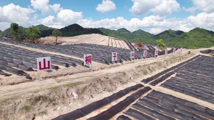 4k贵定县山桐子种苗基地航种植山桐子田