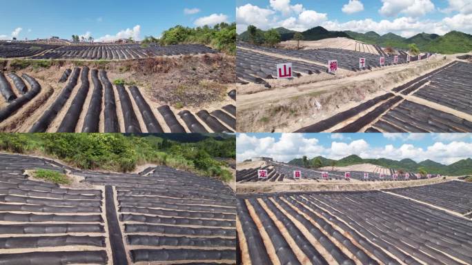 4k贵定县山桐子种苗基地航种植山桐子田