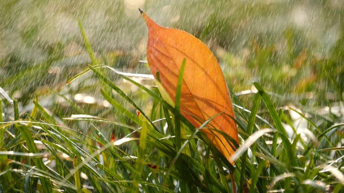 细雨青草黄叶