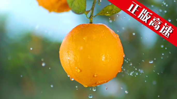 橙子橙汁农业脐橙水果果园柑橘饮料果汁橘子