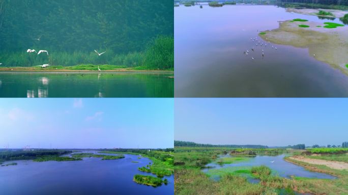 诸城潍河湿地