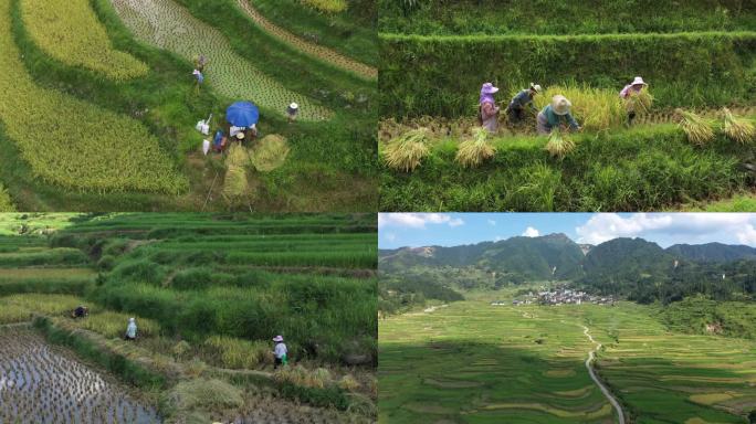 农民秋收收割稻谷