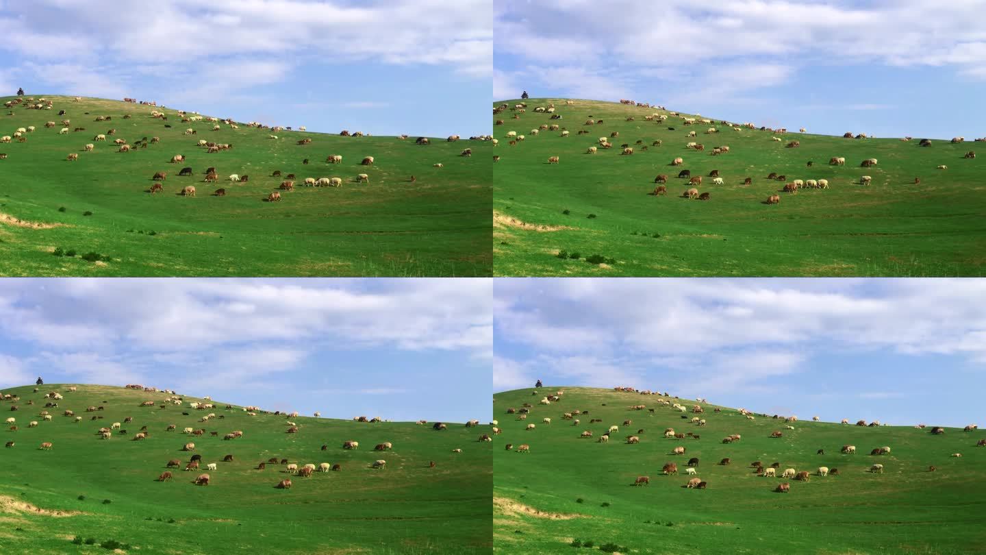 新疆伊犁大草原上的羊群