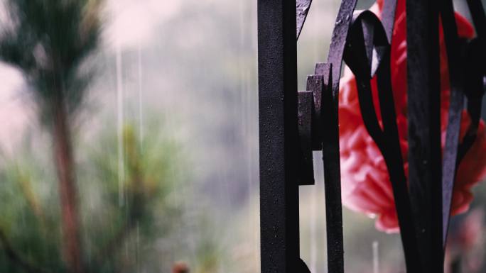 雨中的红灯笼亭子植物