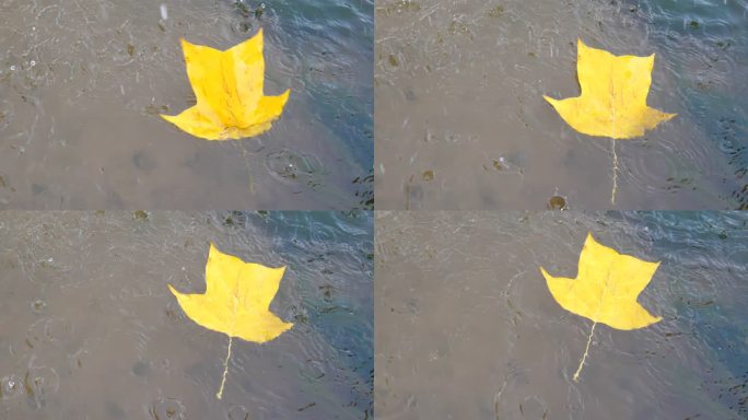 黄叶入水