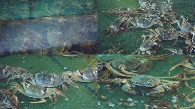 4K-螃蟹养殖