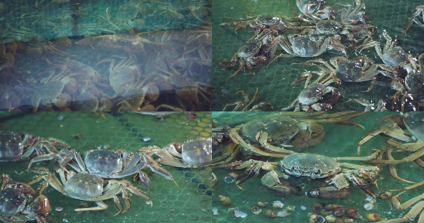 4K-螃蟹养殖