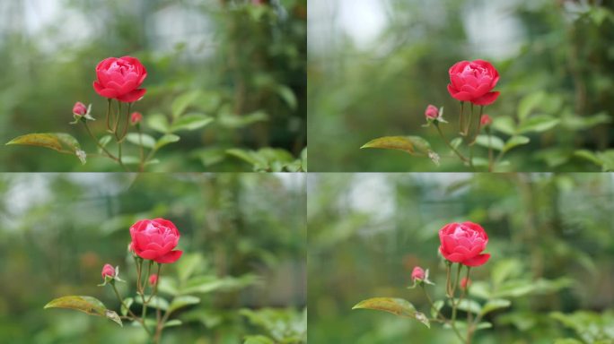 红色小蔷薇唯美春天
