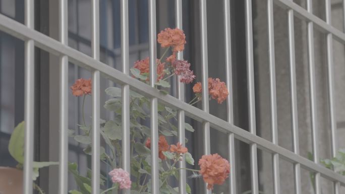 窗户阳台花朵+未调色
