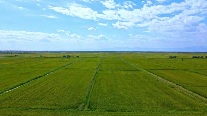 黄河平原-万亩稻田