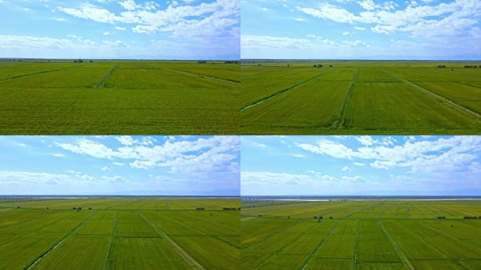 黄河平原-万亩稻田