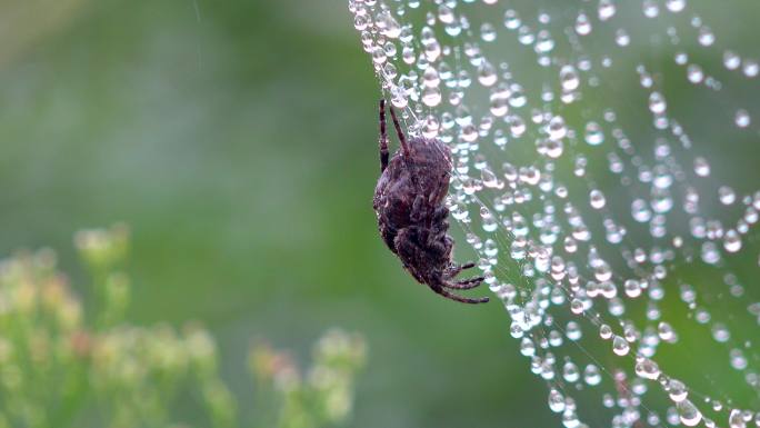 雨中蜘蛛网