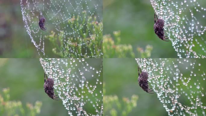 雨中蜘蛛网