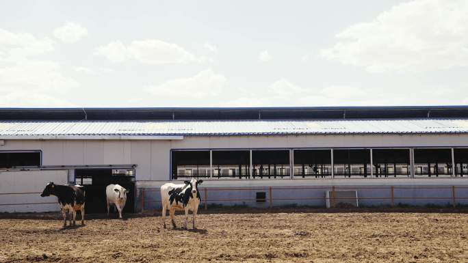 现代化大型奶牛养殖场4k