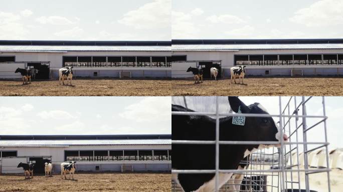 现代化大型奶牛养殖场4k