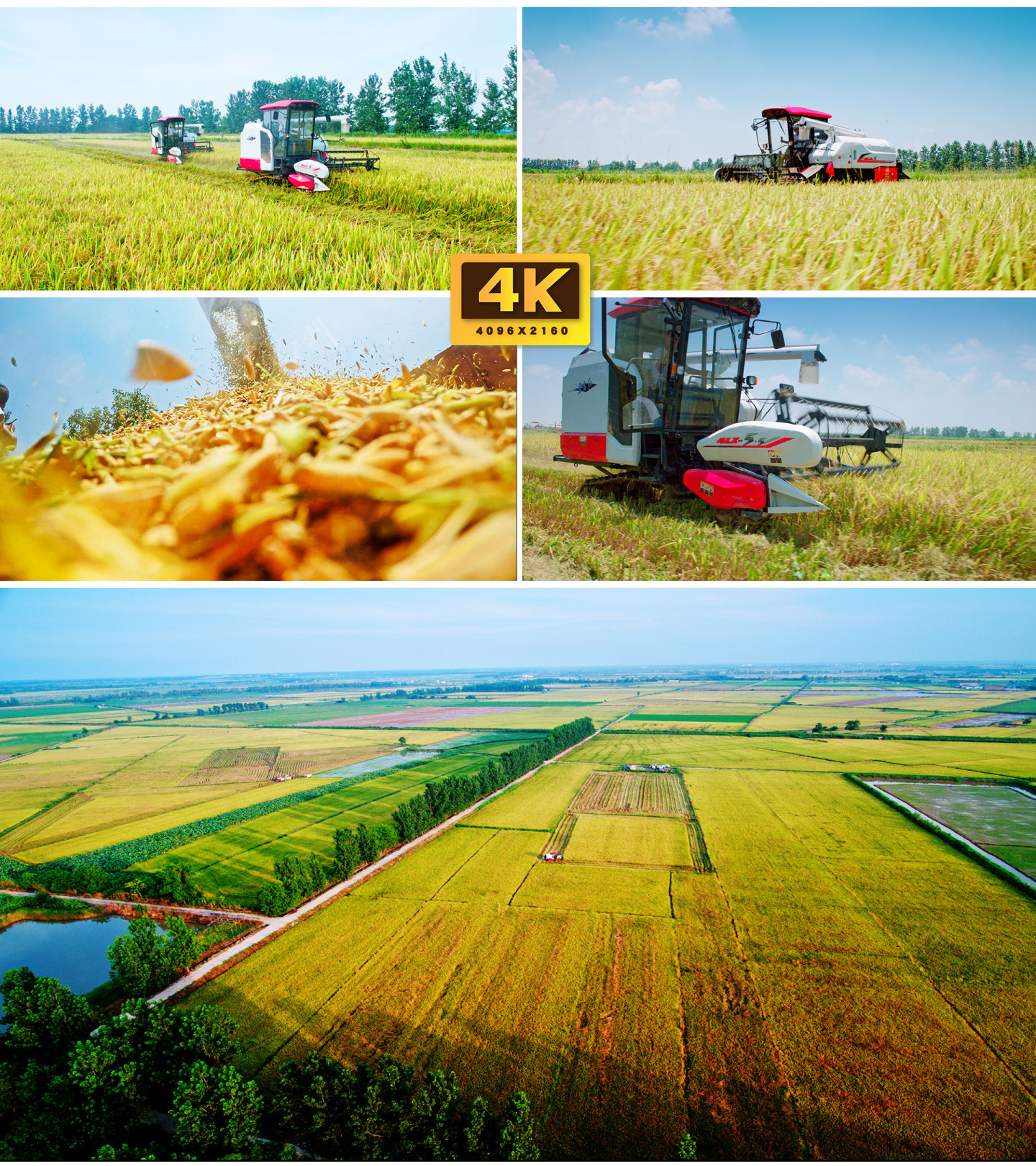 震撼4K水稻丰收收割机作业