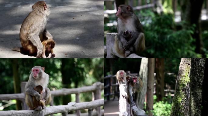 猴妈妈带着小猴蹲坐