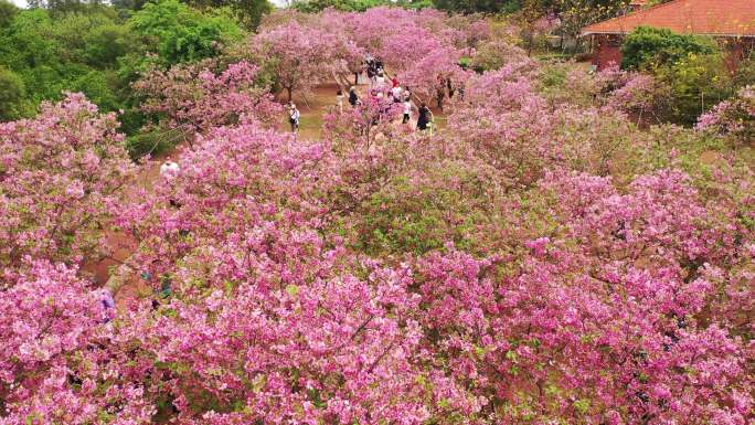 广州 南沙 十八罗汉山 樱花