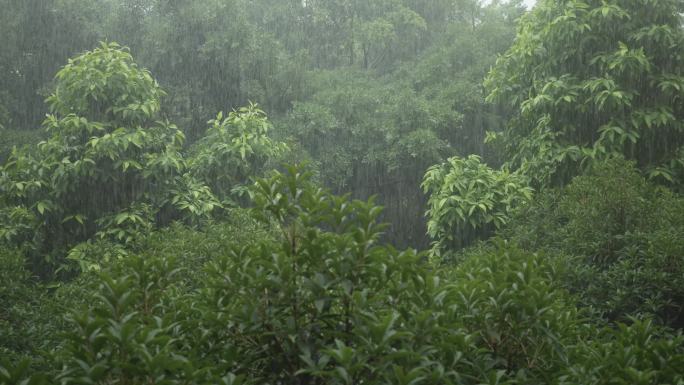 雨中花木