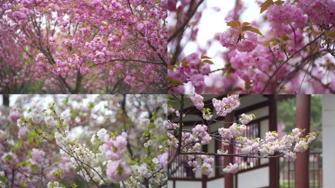 西安青龙寺樱花