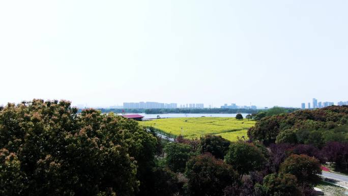 虎丘湿地公园 油菜花田