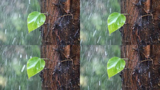 雨中绿叶