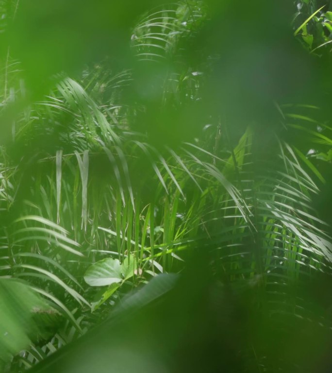 竖屏树叶三亚森林热带雨林海南植物