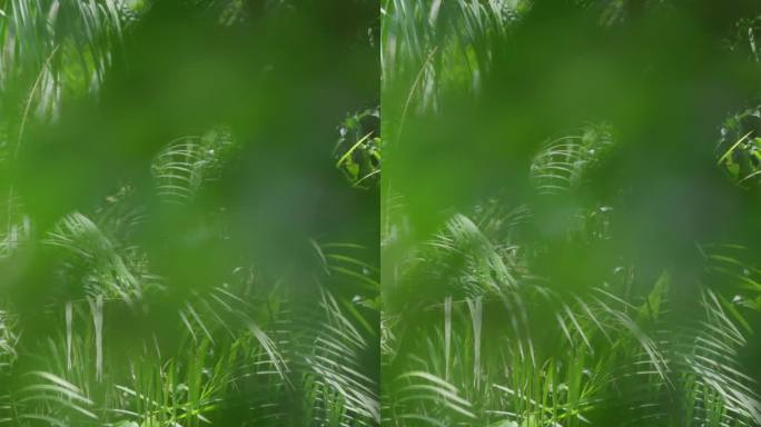 竖屏树叶三亚森林热带雨林海南植物