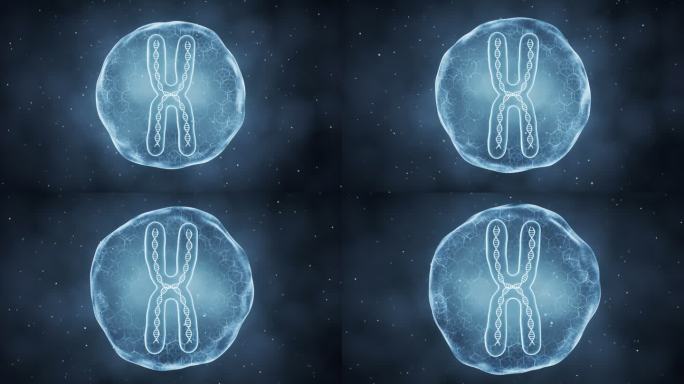 薄膜内的染色体3D渲染