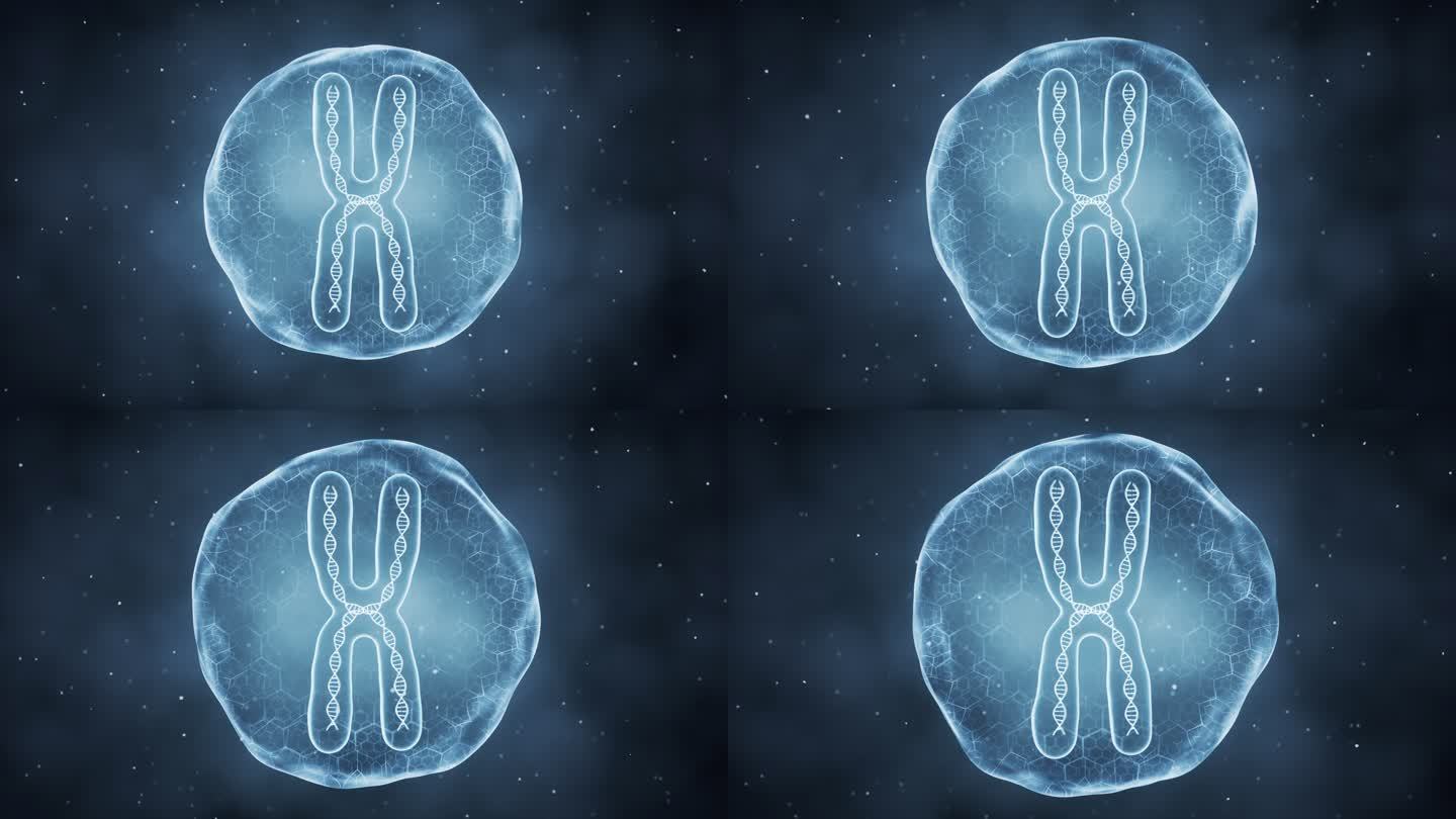 薄膜内的染色体3D渲染