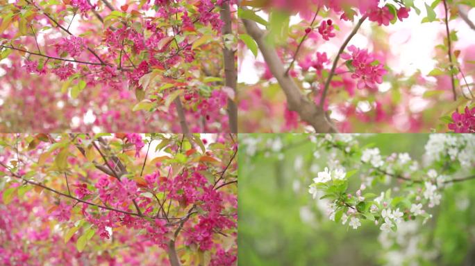 桃花梨花各种花