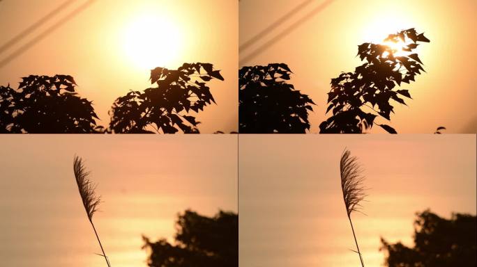 4k夕阳下植物叶子树叶的剪影合集3个视频