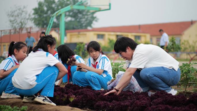 4K学生采摘红叶生菜小学课外实践活动