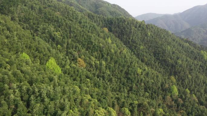 山腰竹林竹海