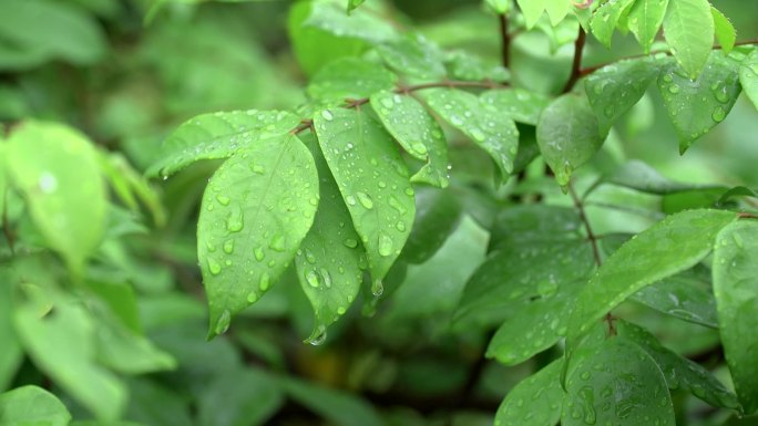 大自然雨后绿色植物素材