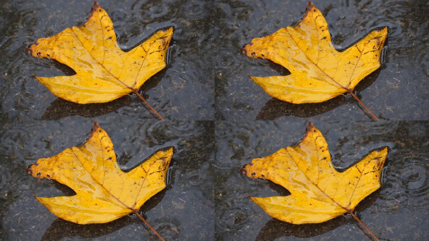 黄叶细雨