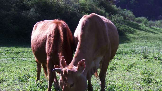 天然牧场牛吃草实拍