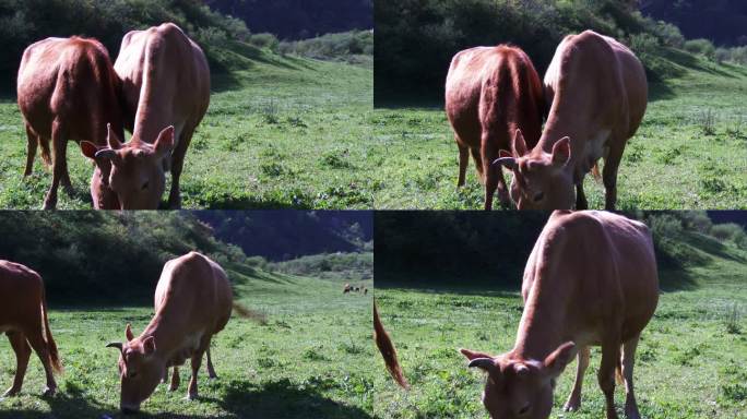 天然牧场牛吃草实拍