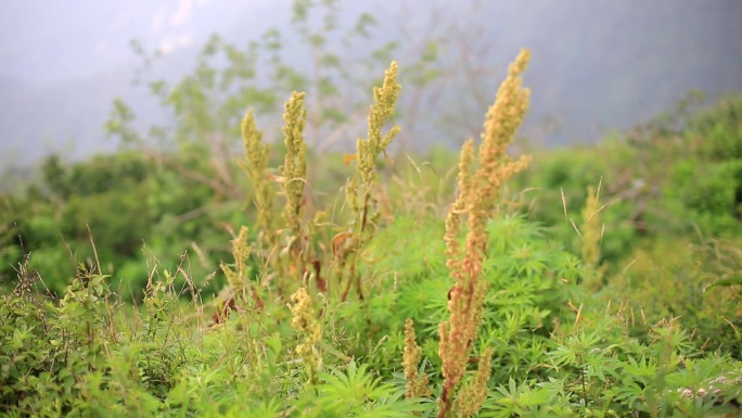 路边野草