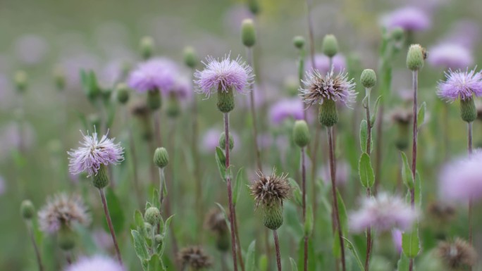 草地野花蒲公英开花